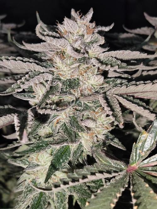 Gandalf-CZ Seasone 1- Mokum’s Tulip. Week 14