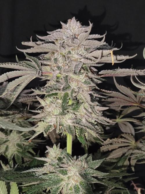 Gandalf-CZ Seasone 1- Mokum’s Tulip. Week 14