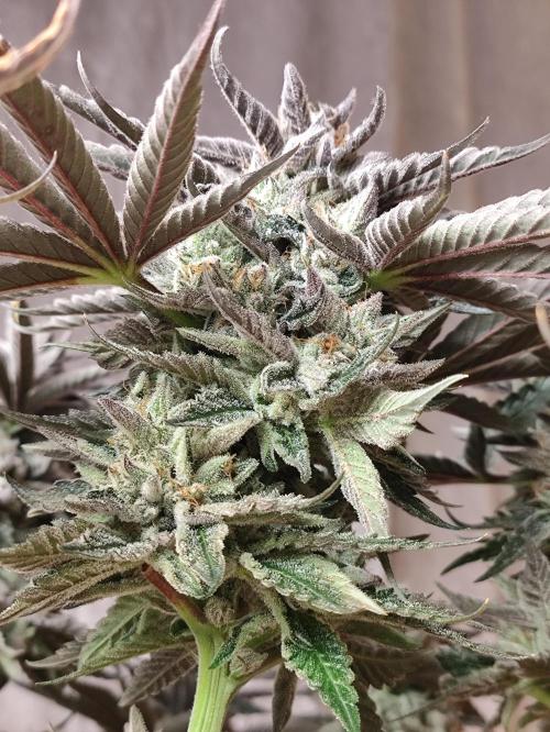 Gandalf-CZ Seasone 1- Mokum’s Tulip. Week 14