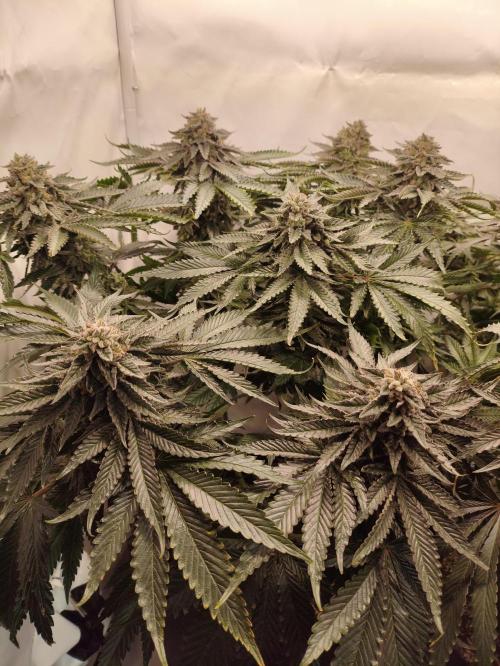 Gandalf-CZ Seasone 1- Mokum’s Tulip. Week 14