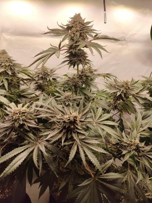 Gandalf-CZ Seasone 1- Mokum’s Tulip. Week 14