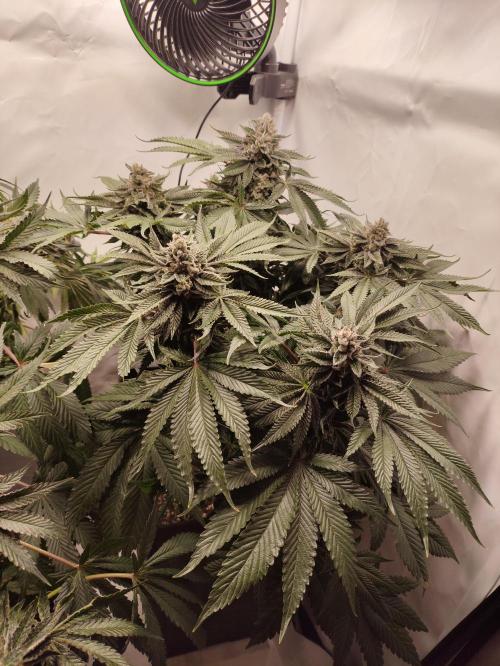 Gandalf-CZ Seasone 1- Mokum’s Tulip. Week 14