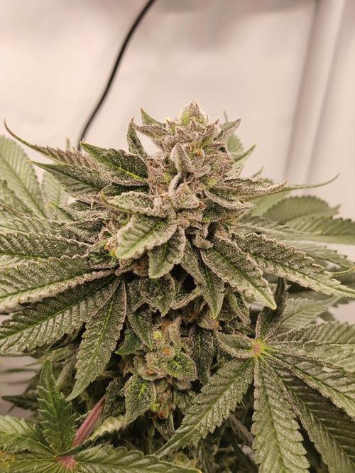 Gandalf-CZ Seasone 1- Mokum’s Tulip. Week 14
