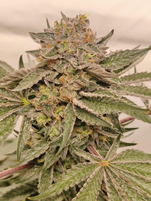 Gandalf-CZ Seasone 1- Mokum’s Tulip. Week 14