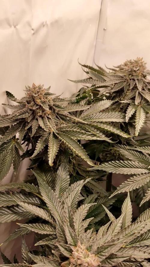 Seasone 1- Mokum’s Tulip