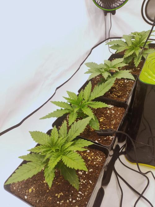 Seasone 2- Hella Jelly. Week 1