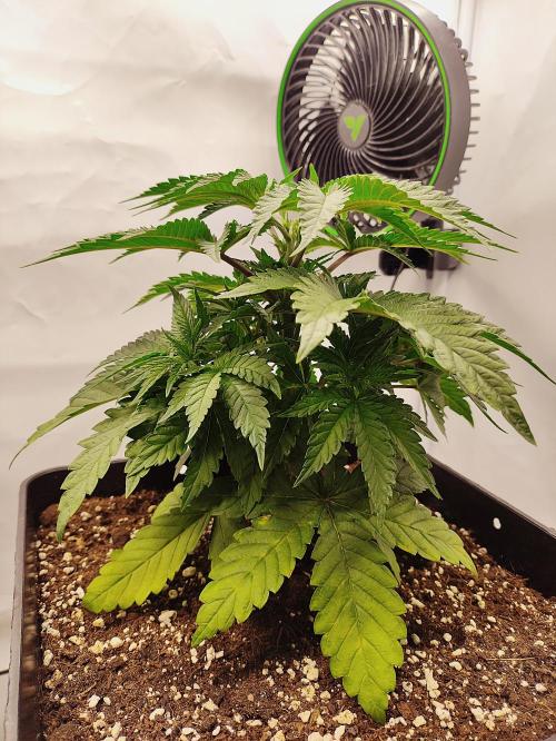 Hella Jelly. Week 3