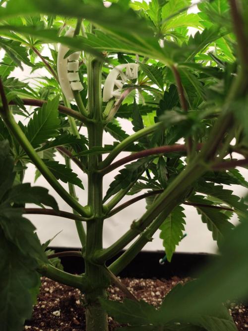 Seasone 2- Hella Jelly. Week 4