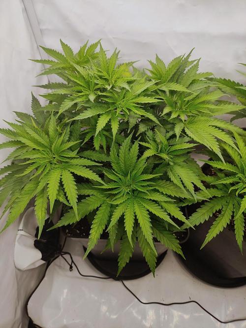Seasone 2- Hella Jelly. Week 4