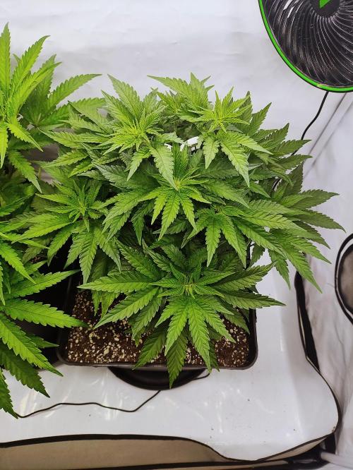 Seasone 2- Hella Jelly. Week 4