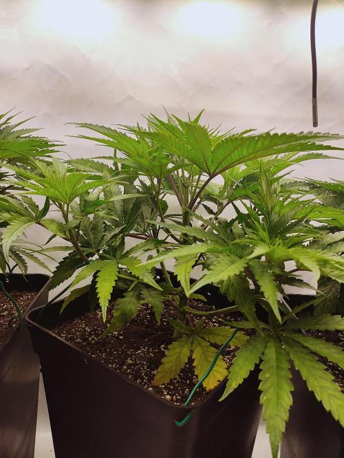 Seasone 2- Hella Jelly. Week 4
