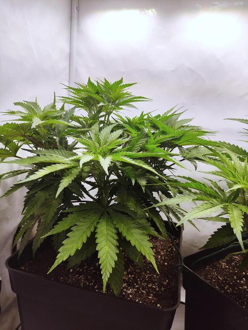 Seasone 2- Hella Jelly. Week 4