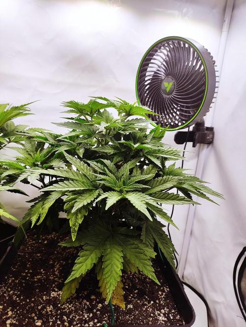 Hella Jelly. Week 4
