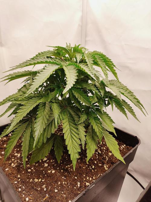 Seasone 2- Hella Jelly. Week 3