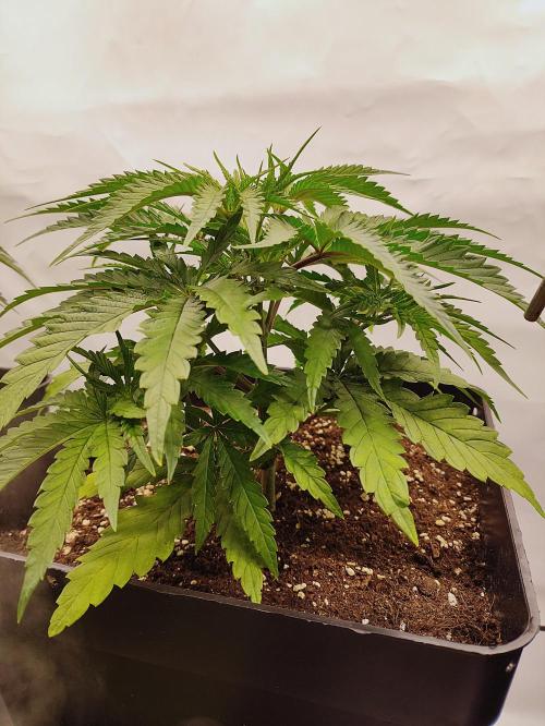 Seasone 2- Hella Jelly. Week 3