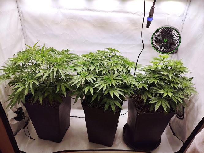 Seasone 2- Hella Jelly. Week 5