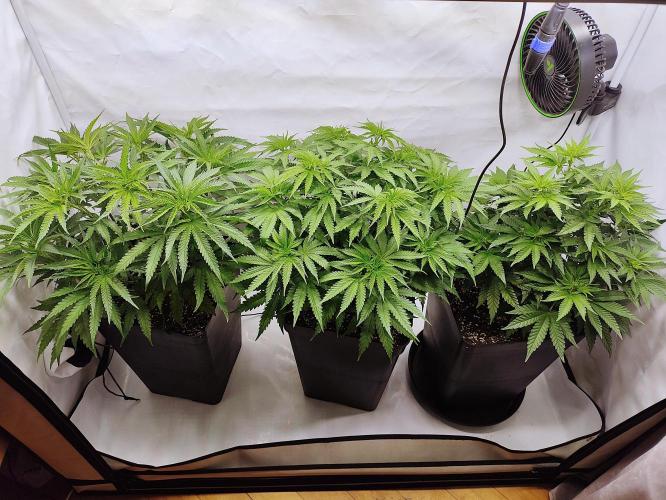 Seasone 2- Hella Jelly. Week 5