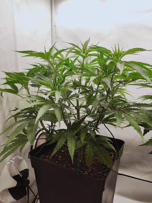 Seasone 2- Hella Jelly. Week 5