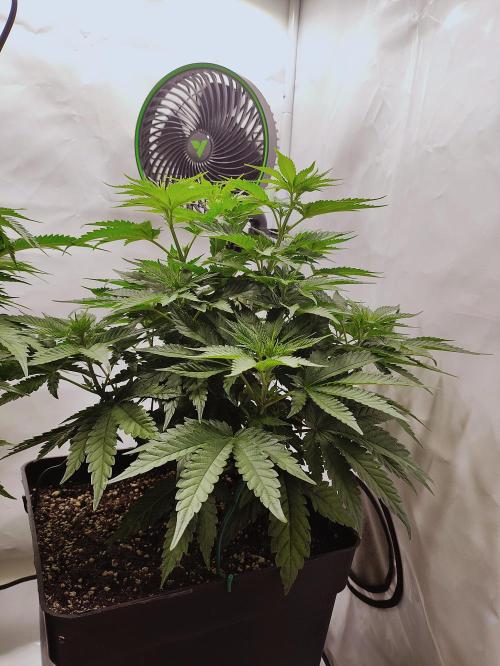 Seasone 2- Hella Jelly. Week 5