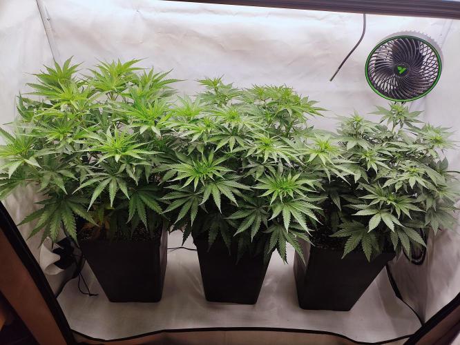 Seasone 2- Hella Jelly. Week 6