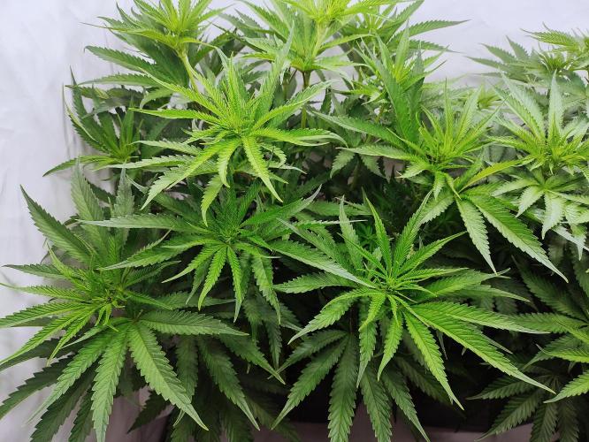 Seasone 2- Hella Jelly. Week 6