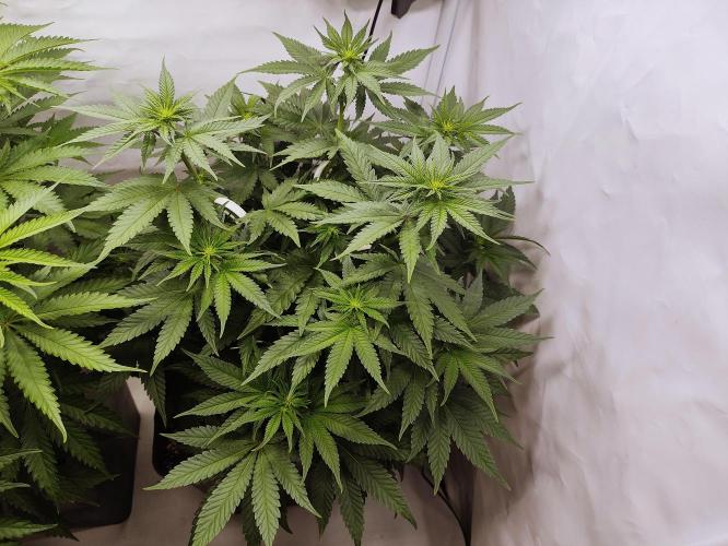 Seasone 2- Hella Jelly. Week 6