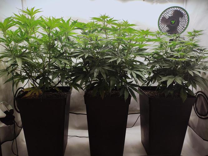 Seasone 2- Hella Jelly. Week 6