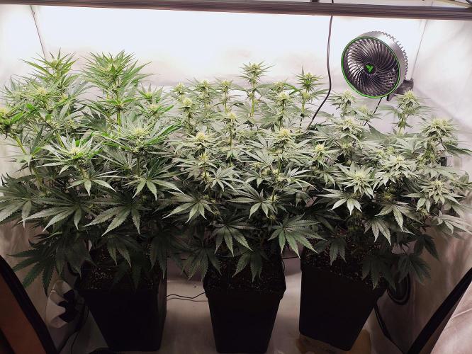 Seasone 2- Hella Jelly. Week 8