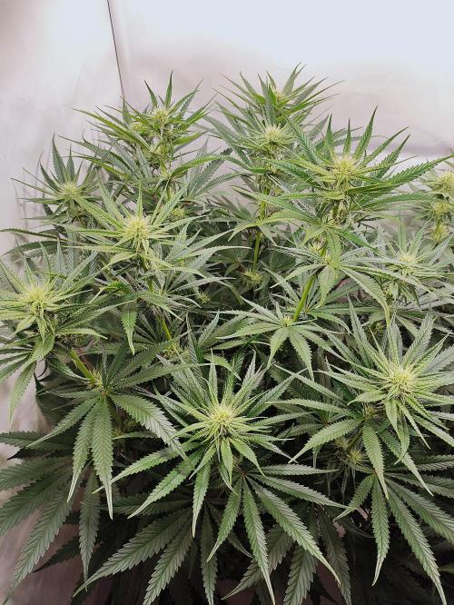 Seasone 2- Hella Jelly. Week 8