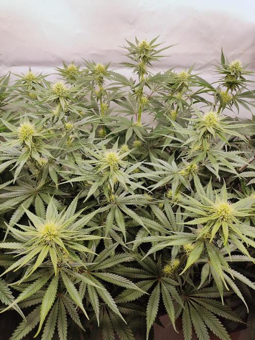 Seasone 2- Hella Jelly. Week 8