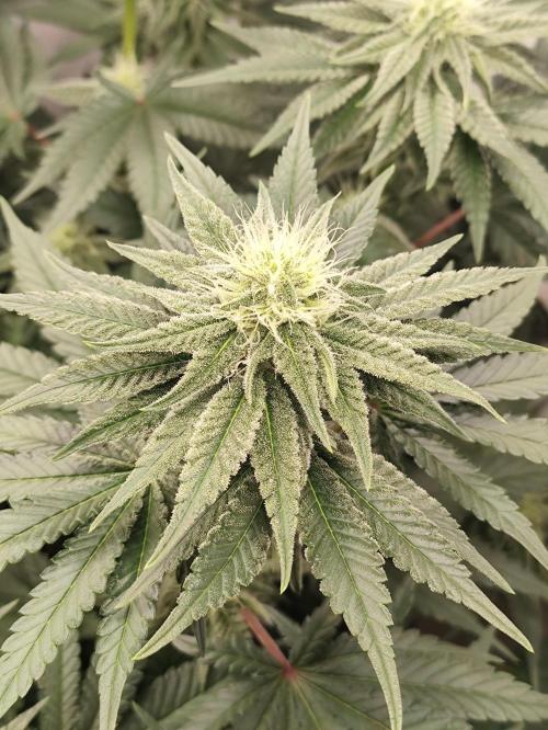 Seasone 2- Hella Jelly. Week 8