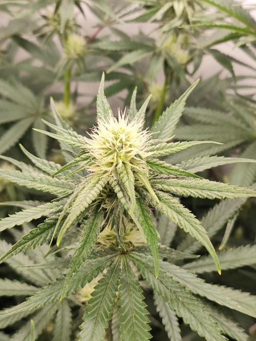 Seasone 2- Hella Jelly. Week 8