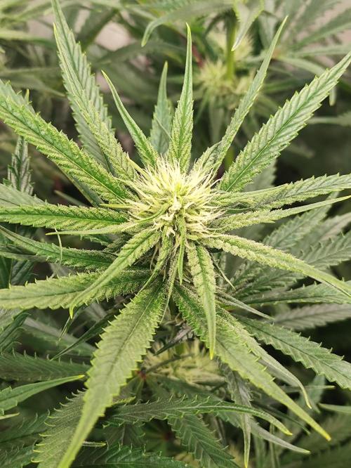 Seasone 2- Hella Jelly. Week 8