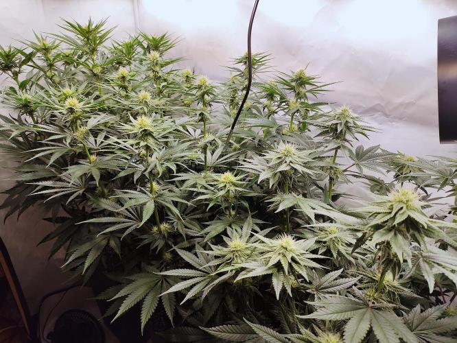 Seasone 2- Hella Jelly. Week 8