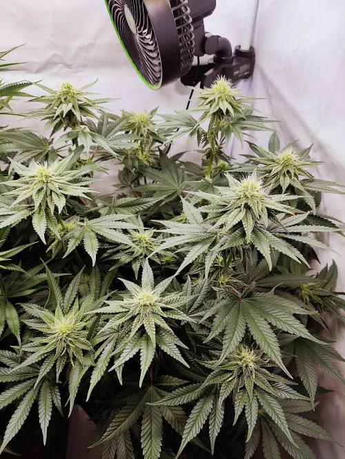Hella Jelly. Week 9