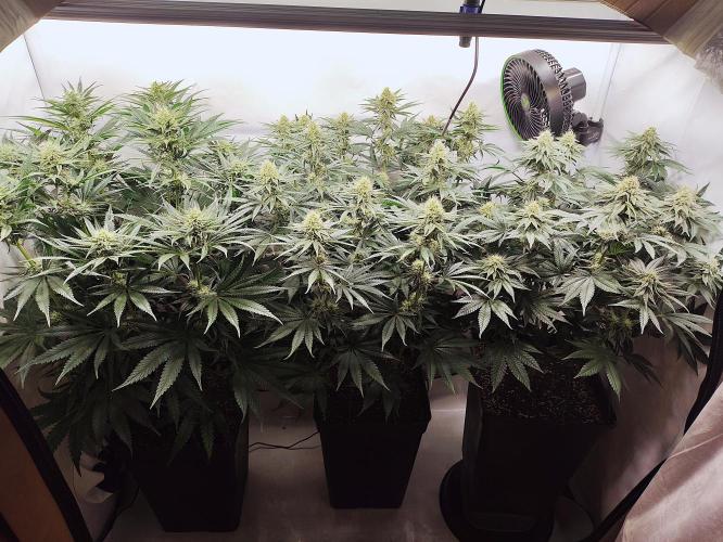 Seasone 2- Hella Jelly. Week 9