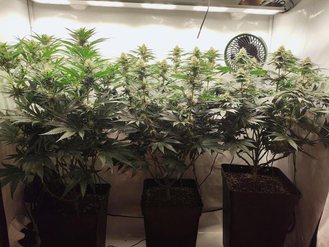 Seasone 2- Hella Jelly. Week 9