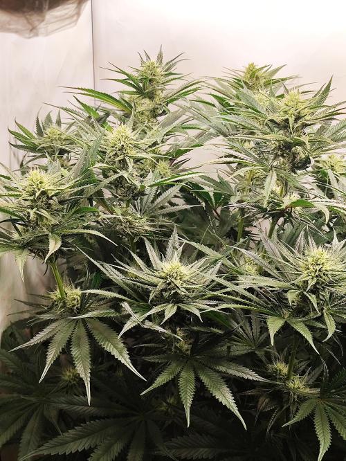 Seasone 2- Hella Jelly. Week 9