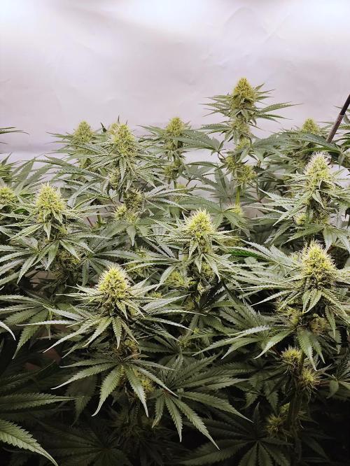 Seasone 2- Hella Jelly. Week 9