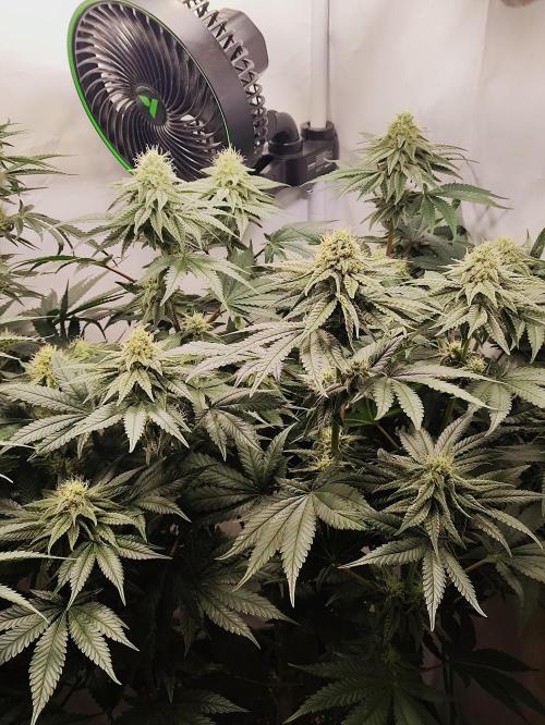 Seasone 2- Hella Jelly. Week 9
