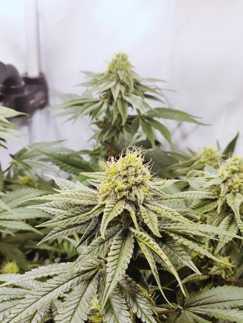 Seasone 2- Hella Jelly. Week 9