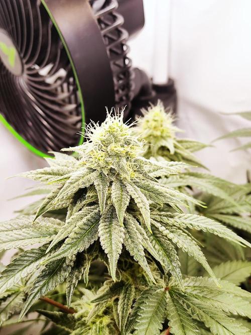 Seasone 2- Hella Jelly. Week 9