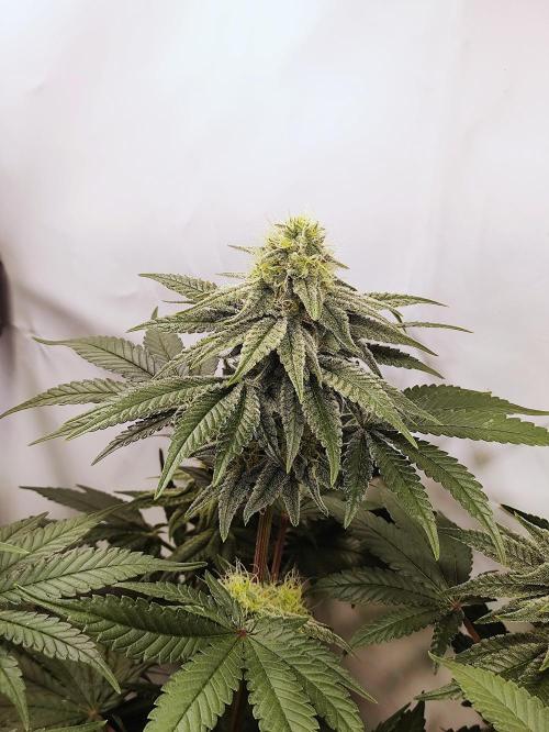 Seasone 2- Hella Jelly. Week 9