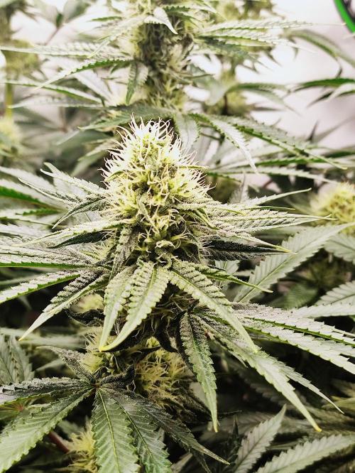 Seasone 2- Hella Jelly. Week 9