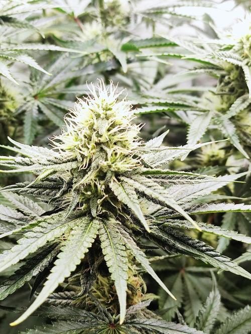 Seasone 2- Hella Jelly. Week 9