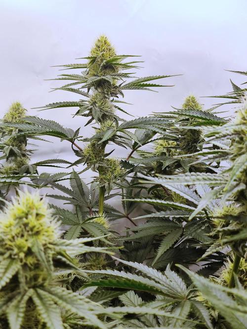 Seasone 2- Hella Jelly. Week 9
