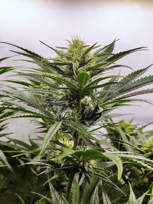 Seasone 2- Hella Jelly. Week 9