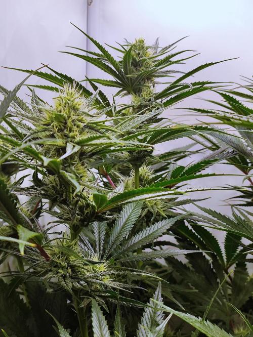 Seasone 2- Hella Jelly. Week 9