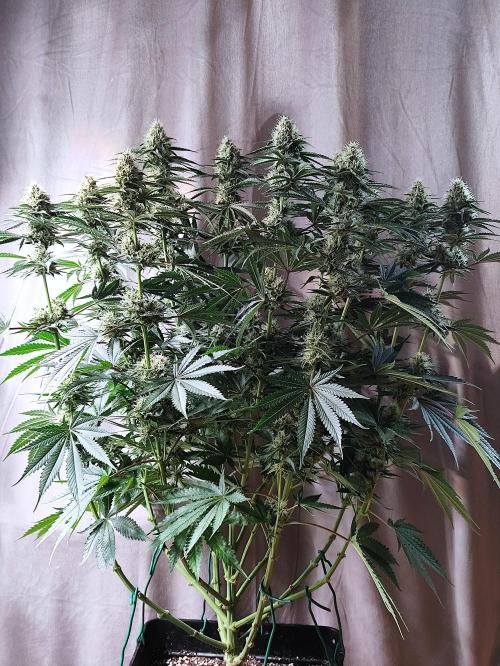 Seasone 2- Hella Jelly. Week 10