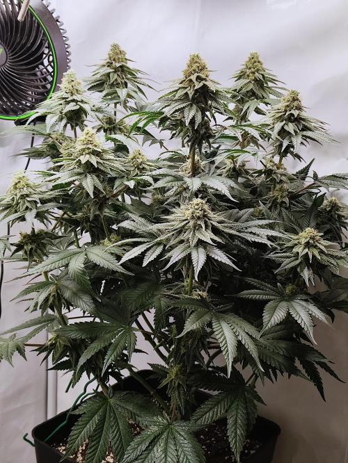 Seasone 2- Hella Jelly. Week 10